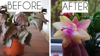 Dying Christmas Cactus Quick and easy way to get your succulent plant back [upl. by Charles]