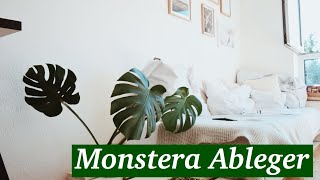 Monstera Ableger schnell und einfach selber machen I Pflanzen Ableger I 2020 [upl. by Nadnarb]