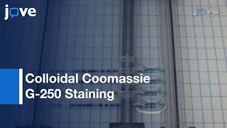 Colloidal Coomassie G250 Staining Proteins In Polyacrylamide Gels l Protocol Preview [upl. by Ayra295]