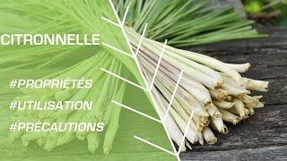 Comment utiliser la citronnelle   Phytothérapie [upl. by Anidal]