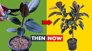 How to make your Rubber Plant Bushy [upl. by Brecher620]