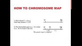 Linked genes and chromosome mapping [upl. by Yracaz]