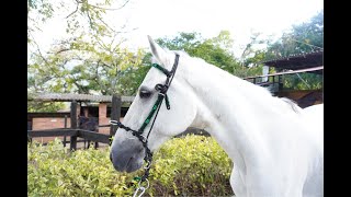 Jáquima Atlas  Herramientas para el entrenamiento de caballos [upl. by Atinaj]