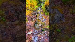 Mini Stream In Canmore shorts mountains banff banffnationalpark nature mountain hiking [upl. by Pepita]