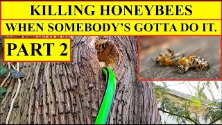 KILLING HONEYBEES PART 2 When Somebodys Gotta Do it The Sad Reality of the Removal Business [upl. by Aij]