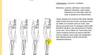 Quadriceps femoris adduktormuskler och gracilis [upl. by Joey766]