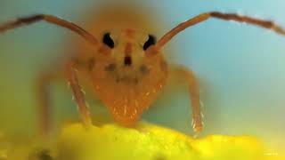 1mm sized Globular Springtail [upl. by Rosenkranz]