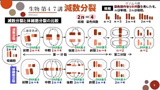 【理科】中313 生物の成長と細胞の変化① [upl. by Zapot865]