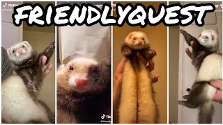 Ferret Dancing  TikTok Compilation 4 from friendlyquest [upl. by Ellinnet]