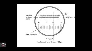 211 Cell structure b The use of an eyepiece graticule and stage micrometer [upl. by Manon]