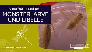 Monsterlarve und Libelle  Anna Rottensteiner [upl. by Lottie]