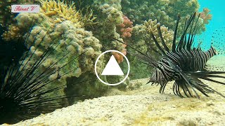 Reconnaître les poissons Pterois volitans Rascasse volante poisson scorpion ou poisson lion [upl. by Kenzi]