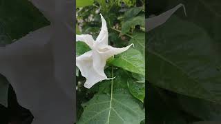 white Datura stramonium டாட்டூரா ஸ்டாராமோனியம் [upl. by Heffron317]