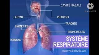 ملخص درس الجهاز التنفسي système respiratoire [upl. by Lennad]