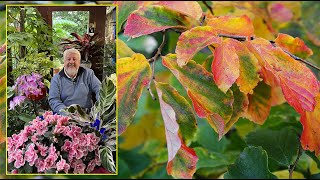 PARROTIA L’UN DE PLUS BEAUX ARBRES D’AUTOMNE AUX FEUILLES MULTICOLORES… Le Quotidien du Jardin N°285 [upl. by Aruol]