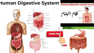 Digestive system  Exam preparation to the point [upl. by Haet]