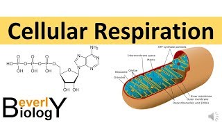 Cellular Respiration in detail [upl. by Malvin839]