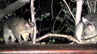 Brushtail Possum Courtship Sounds [upl. by Aekan]