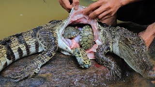 Unbelievable Three Turtle in Crocodile Stomach then Cooking Crocodile Recipe in Forest [upl. by Arlen]