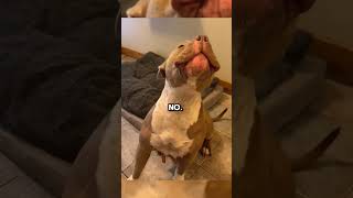 Top 3 REASONS why Pitbulls should not be BANNED🐶 Adorable Pitbulls shorts pitbulls [upl. by Kcir]