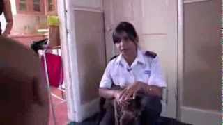 RSPCA Video  The Dog Rescuers Episode 8 [upl. by Sherilyn782]