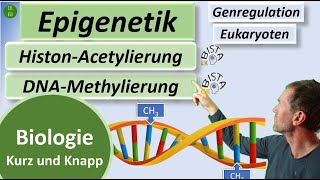 Epigenetik in 3mins  DNAMethylierung  HistonAcetylierung kurz erklärt  Biologie kurzampknapp [upl. by Nevur731]