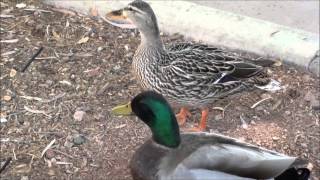 Mallard Ducks male and female [upl. by Irrahs]