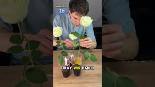 Rosen färben lifehacks [upl. by Jolenta]