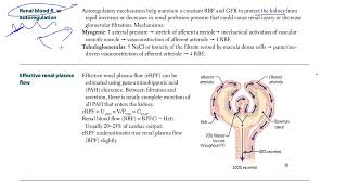 13 Renal Blood Flow Autoregulation  USMLE STEP 1 [upl. by Dulsea706]