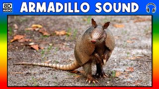 🐾 ARMADILLO SOUND  ARMADILLO SOUND EFFECT  SOUND OF ARMADILLO  NOISE OF ARMADILLO [upl. by Aleece]