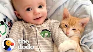 Cat Obsessed With Baby Brother Thinks He’s Also A Baby  The Dodo Cat Crazy [upl. by Deevan]