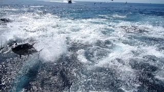 Panama Fishing Tuna Frenzy Madness [upl. by Trinia21]