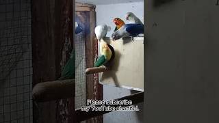 Birds ke breeding box laga diye birds shots viralvideo tranding [upl. by Rudolf]