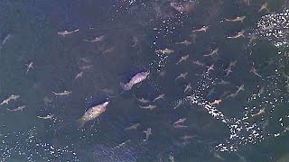 Manatees sharks swarm outside TECO power plant [upl. by Donella]