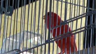 Red Factor Canary singing in a proper size flight habitat cage [upl. by Collier]