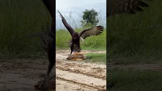 Eagle was hunt a big bird for their food youtuber eagle eaglet [upl. by Dnaletak145]