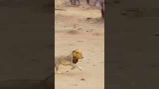 Lion attack hyenaanimals wildlife wildanimals foryou fyp [upl. by Scheld]