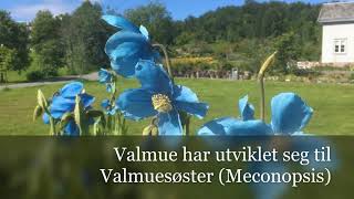 Papaver  Meconopsis  NorthNorwegian species and evolution to Meconopsis Norsk [upl. by Leanna]