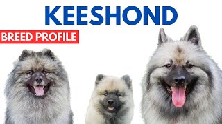 Keeshond Dog Breed Profile History  Price  Traits  Grooming Needs  Keeshond Dog Lifespan [upl. by Stanley323]