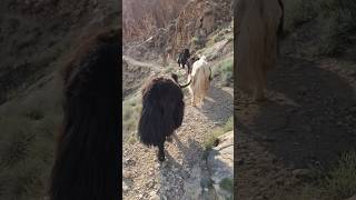 The Majestic Mountain Yaks youtubeshorts nature wildlife naturephotography animals [upl. by Swart]