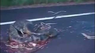 Super Large Snake Found Death on the Road [upl. by Fernandez212]