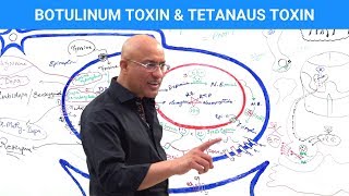 Botulinum Toxin amp Tetanus Toxin Mechanism [upl. by Pudens542]