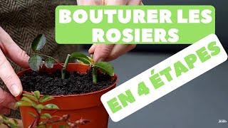 Bouturer des Rosiers 🌹 Quand et Comment faire  4 étapes [upl. by Sinoda635]