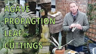 Agave Americana Variegata  Propagation by Leaf Cuttings  GARDENING HINTS AND TIPS VARIAGATED AGAVE [upl. by Ives]