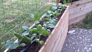 Cucumbers growing in planter box Growing cucumbers in small spaces like on patio [upl. by Cchaddie208]