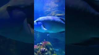 Jeddah fakieh aquarium ocean shark wildlife fakiehaquarium [upl. by Ynafit]