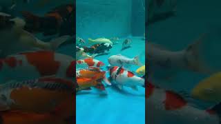 These guys have no idea that its MondayAh to be a koi [upl. by Andros]