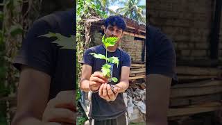 পার্ট  2 উল্টো করে গাছ 🌳 লাগালে কি হবে 🙄 bangla sicence experiment shortfeed technology [upl. by Nonrev246]