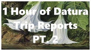 1 Hour of Datura Trip Reports Part 2 [upl. by Chenee]