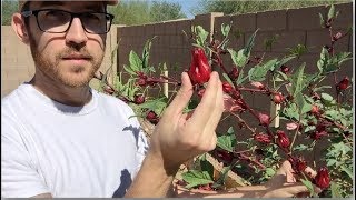 Roselle Hibiscus Jam from Start to Finish [upl. by Abbye]